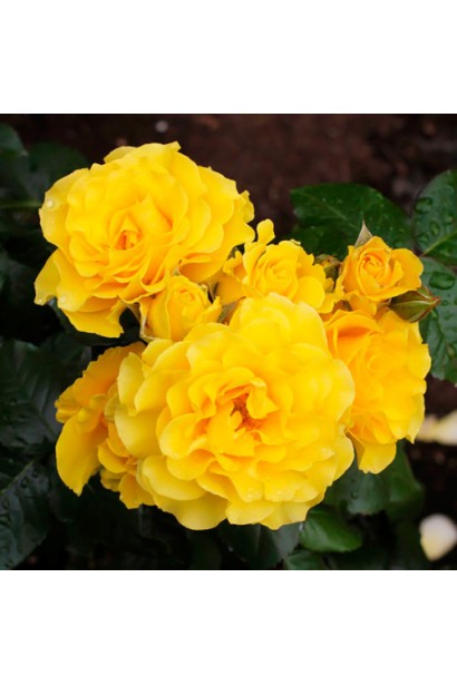 Роза на штамбе Голден Шауэрс – яркие желтые цветы.